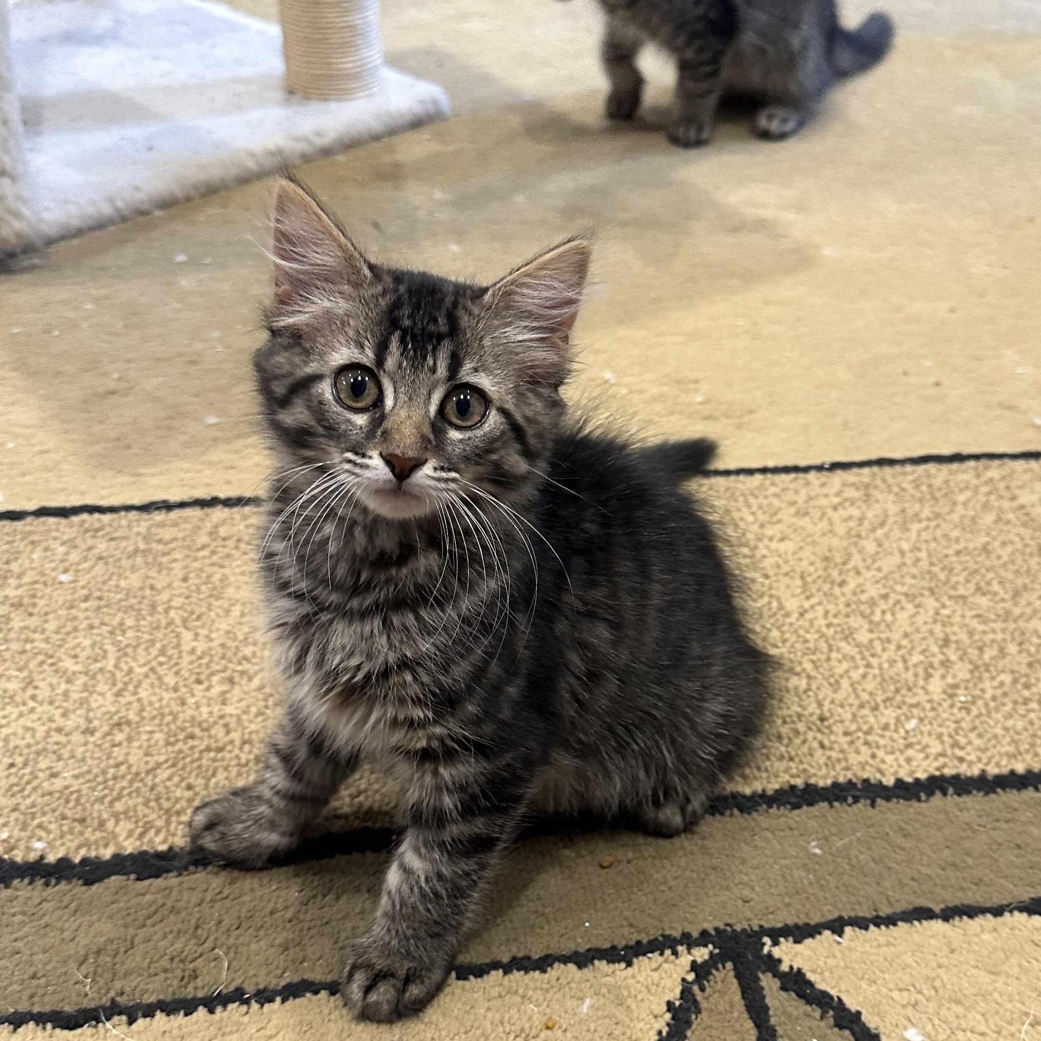 Dandelion, a ADOPTABLE Domestic Medium Hair in Beltsville, MD image 1/3