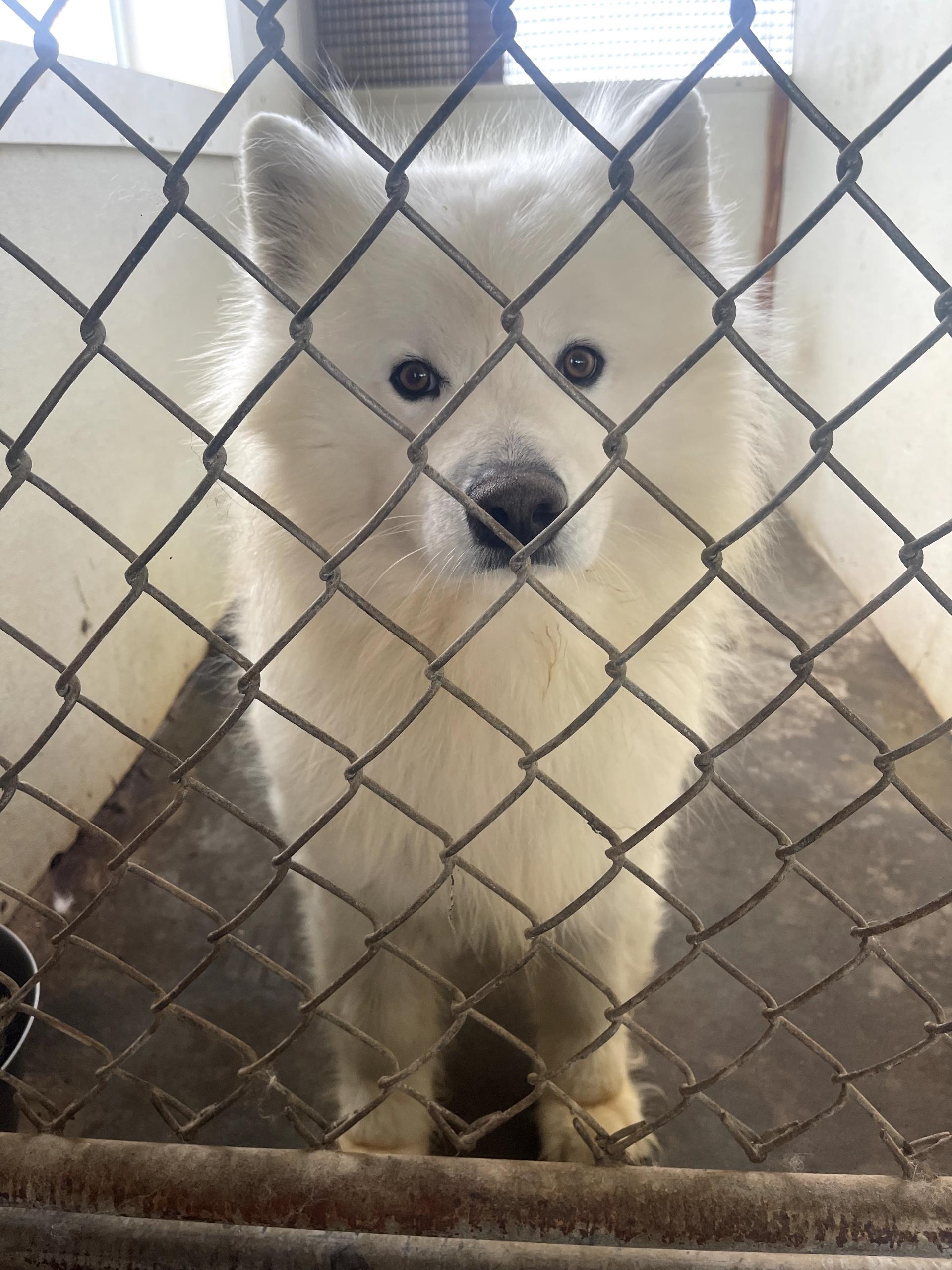 Jasper, ADOPTABLE, Adult Male Samoyed.