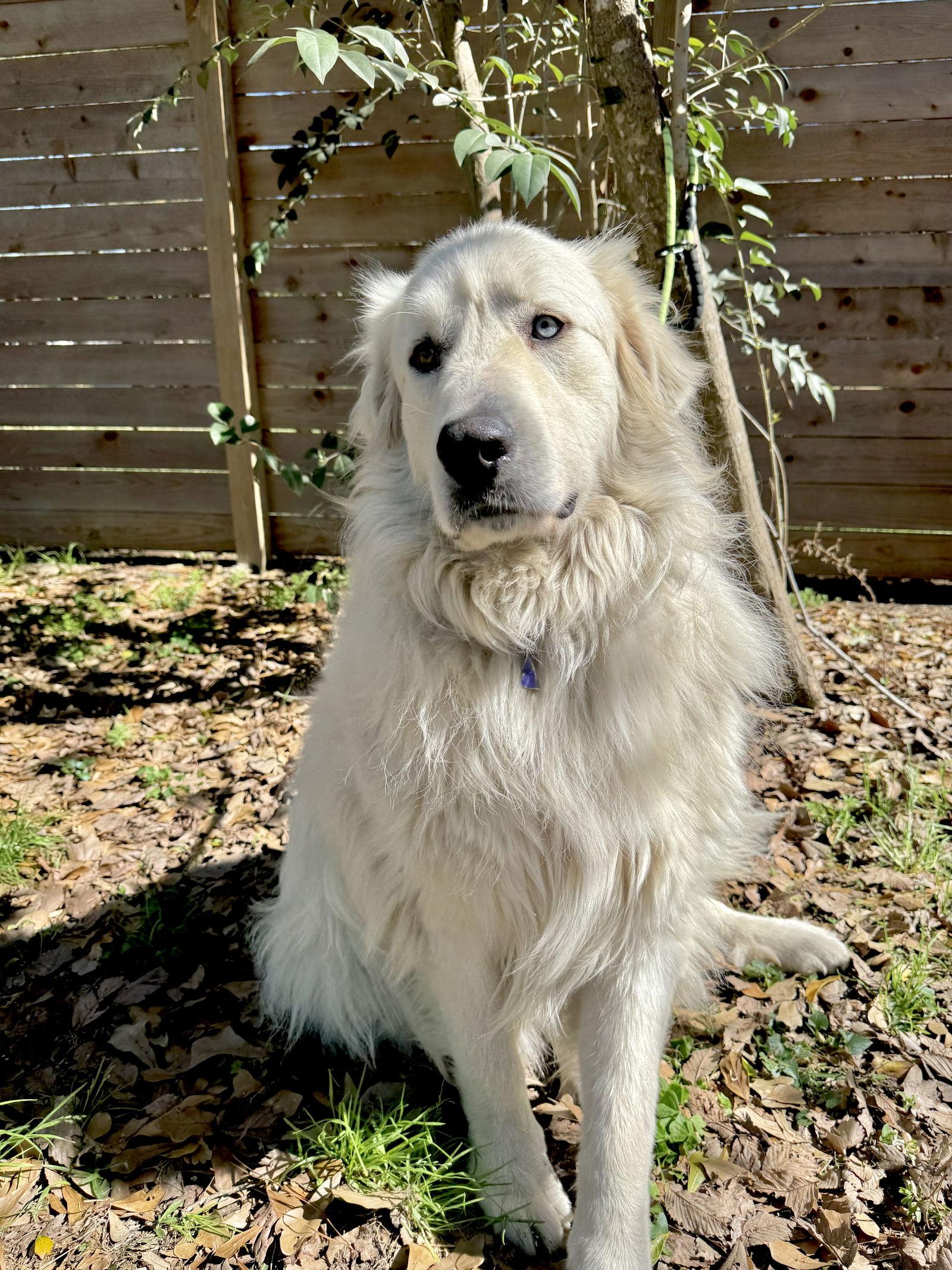 Winkie — thumbnail 2