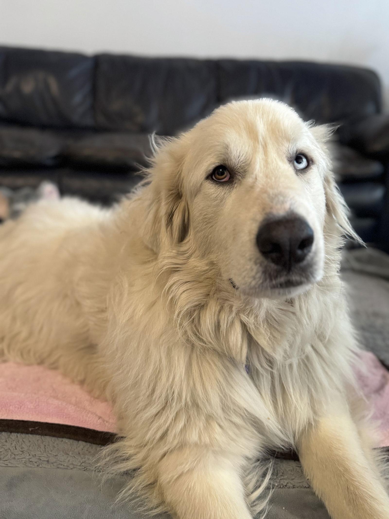 Winkie — thumbnail 3