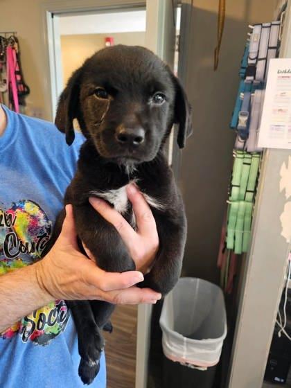 Enlarge Scram Jr., a Adoptable mixed breed in Paducah, KY image 1/2