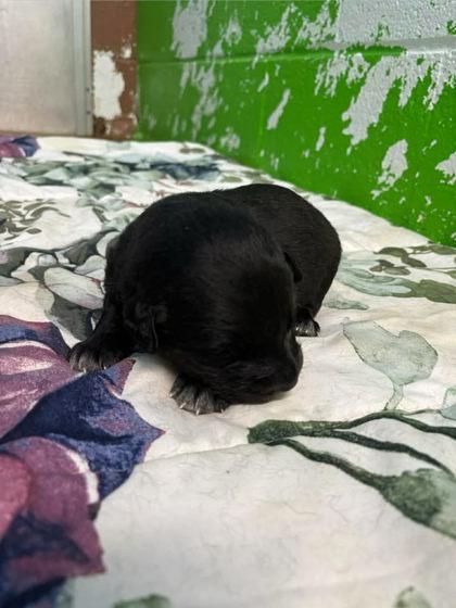 Enlarge Scram Jr., a Adoptable mixed breed in Paducah, KY image 2/2