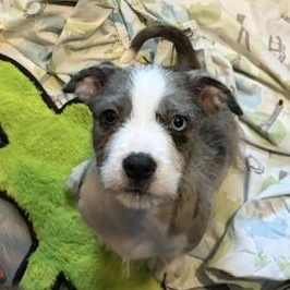 Enlarge Sokka, a ADOPTABLE Mixed Breed in LEHIGH ACRES, FL image 2/6