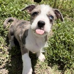 Sokka, ADOPTABLE, Puppy Male Mixed Breed.