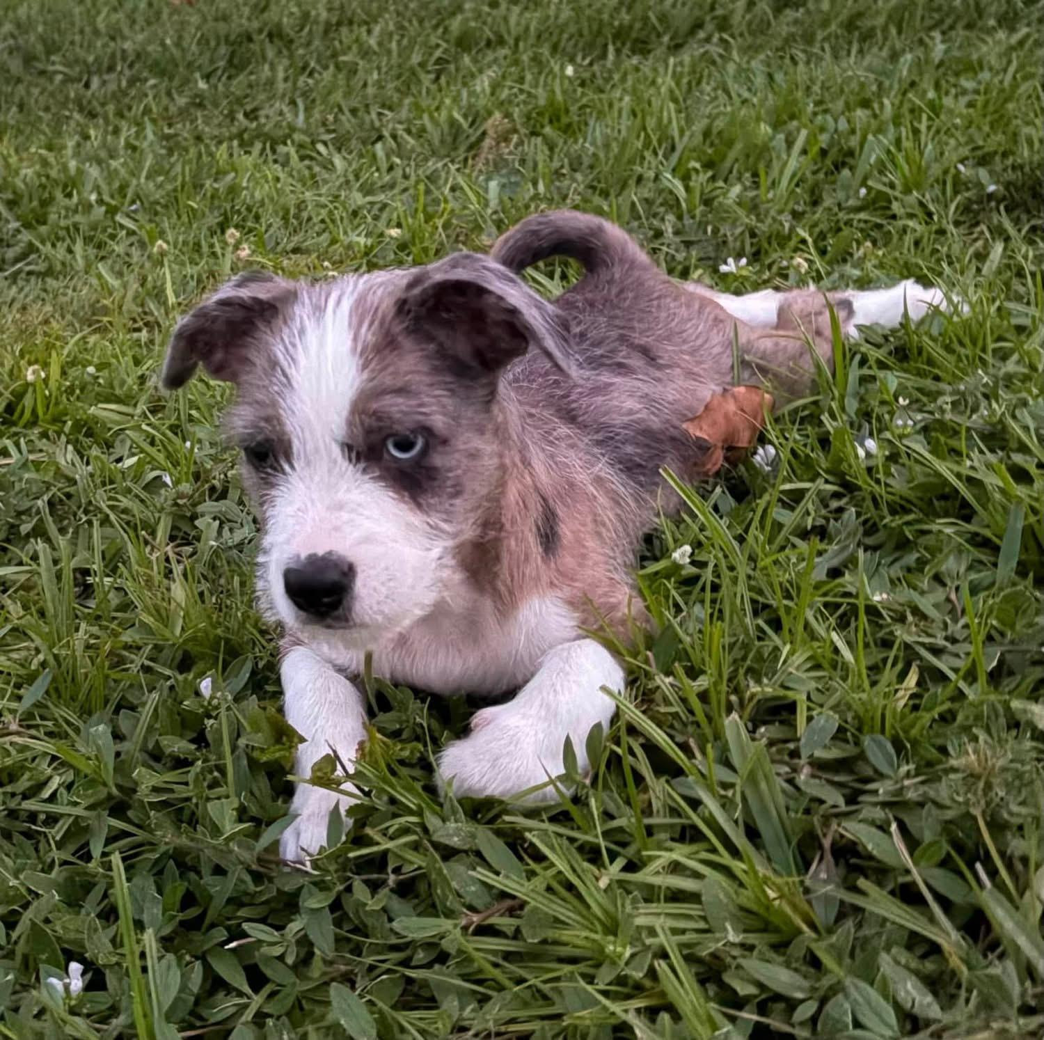 Enlarge Sokka, a ADOPTABLE Mixed Breed in LEHIGH ACRES, FL image 6/6