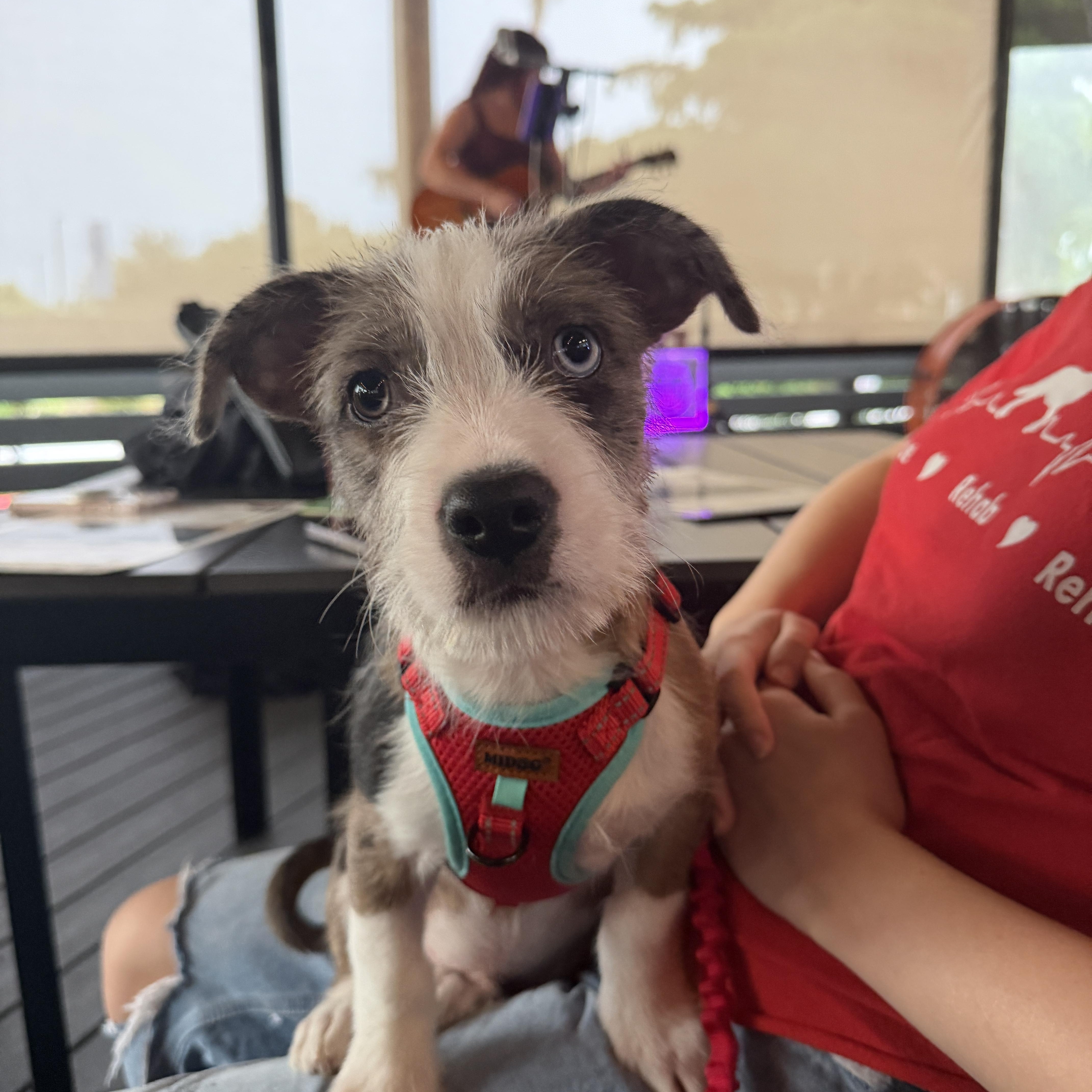 Sokka, a ADOPTABLE Mixed Breed in LEHIGH ACRES, FL image 1/6