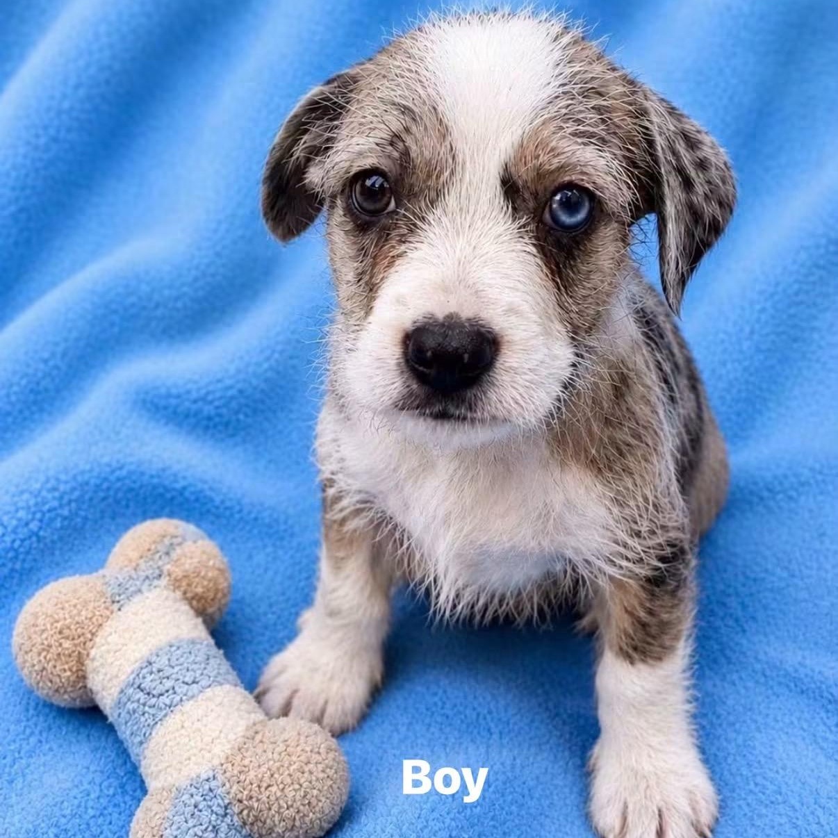Enlarge Sokka, a ADOPTABLE Mixed Breed in LEHIGH ACRES, FL image 3/6