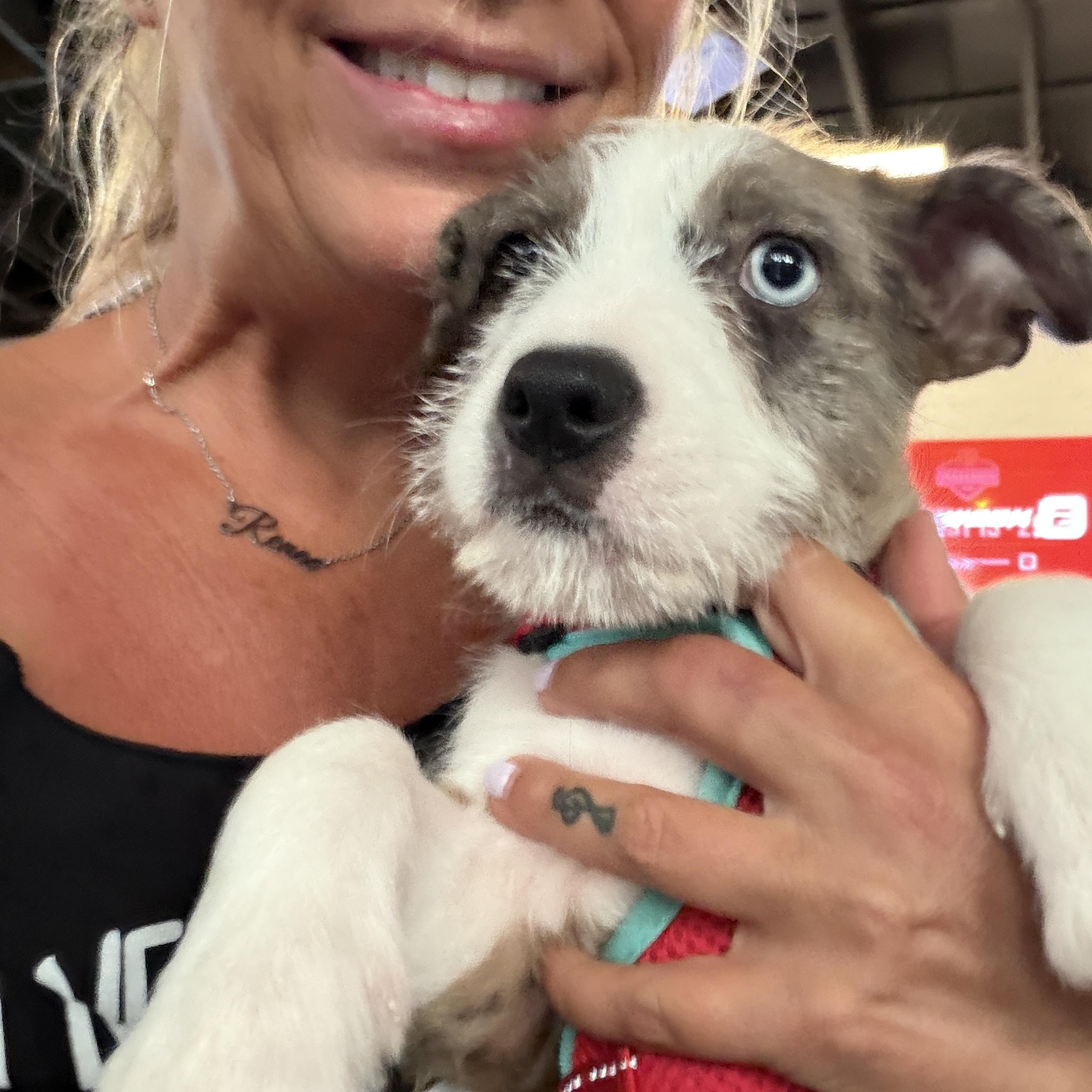 Sokka, a ADOPTABLE Mixed Breed in LEHIGH ACRES, FL image 6/6
