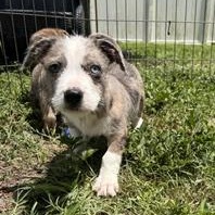 Enlarge Sokka, a ADOPTABLE Mixed Breed in LEHIGH ACRES, FL image 5/6