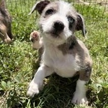 Enlarge Sokka, a ADOPTABLE Mixed Breed in LEHIGH ACRES, FL image 4/6