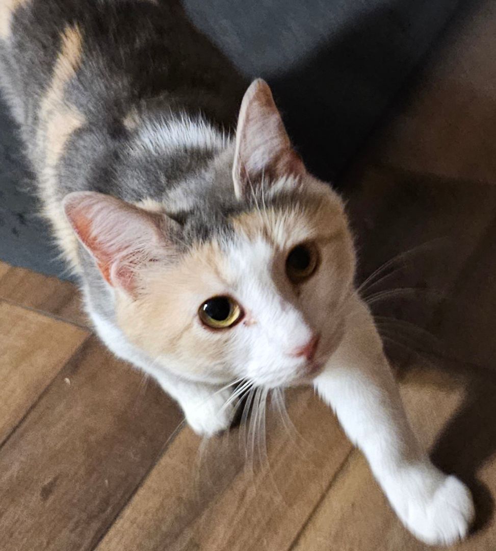 Gigi, a Adoptable Calico in Greensburg, PA image 1/6