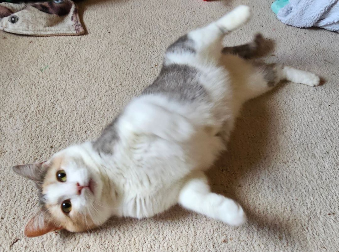 Gigi, a Adoptable Calico in Greensburg, PA image 2/6