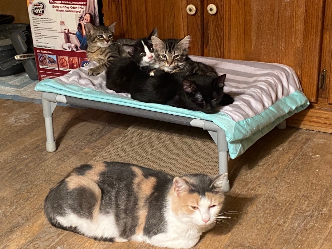 Gigi, a Adoptable Calico in Greensburg, PA image 3/6