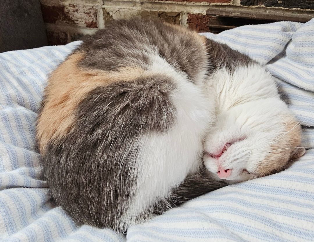 Gigi, a Adoptable Calico in Greensburg, PA image 4/6