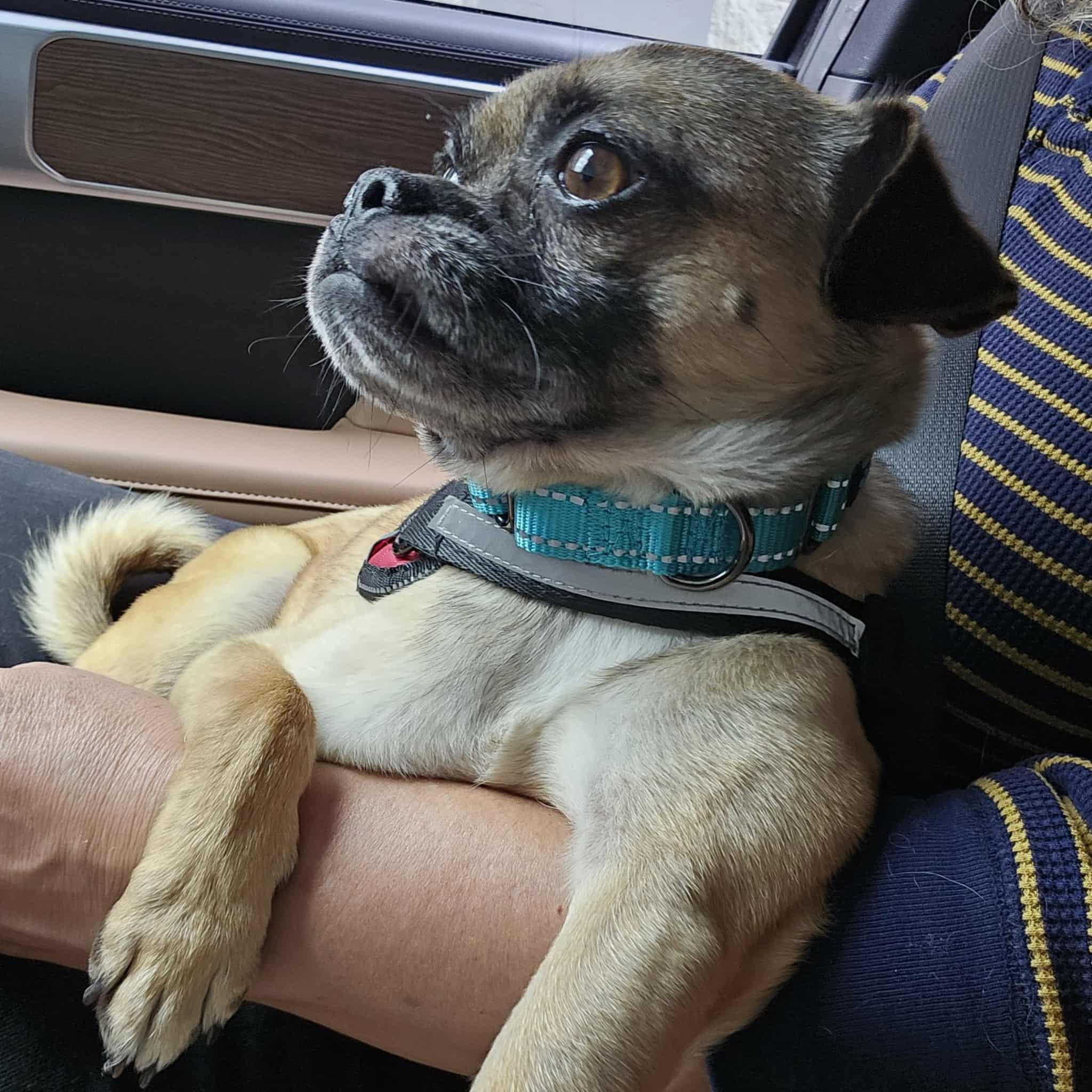 Spike, Adoptable, Young Male Pug.