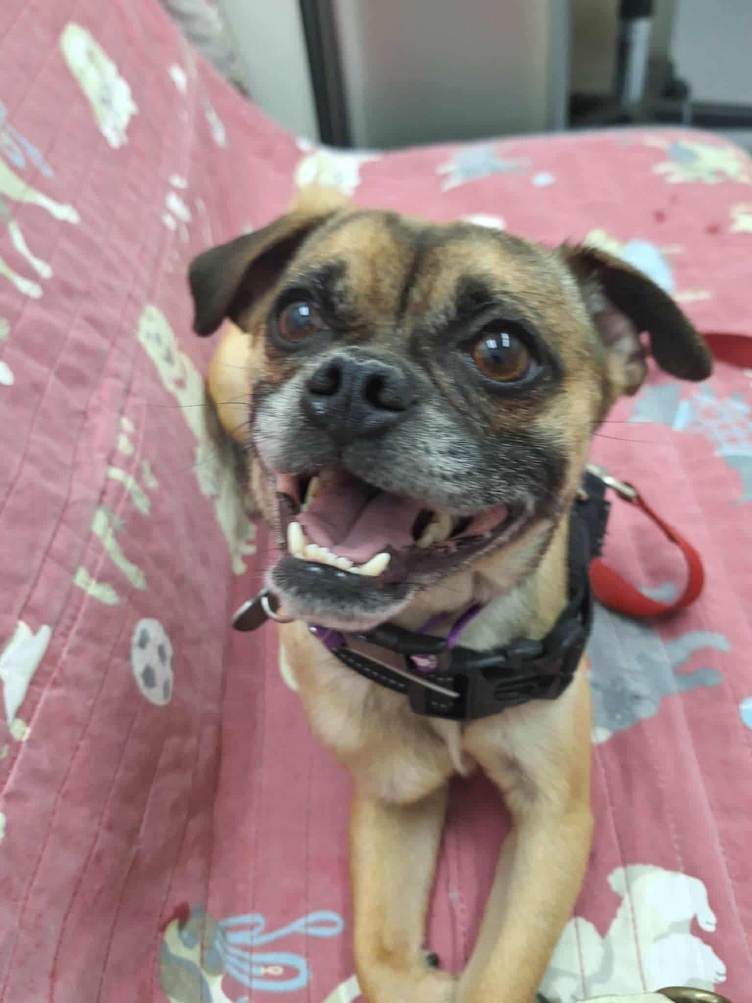 Spike, a Adoptable mixed breed in Covina, CA image 3/6