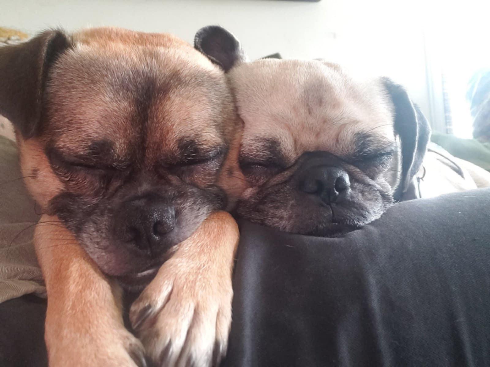 Spike, a Adoptable mixed breed in Covina, CA image 4/6