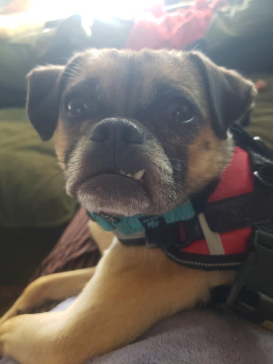 Spike, a Adoptable mixed breed in Covina, CA image 5/6