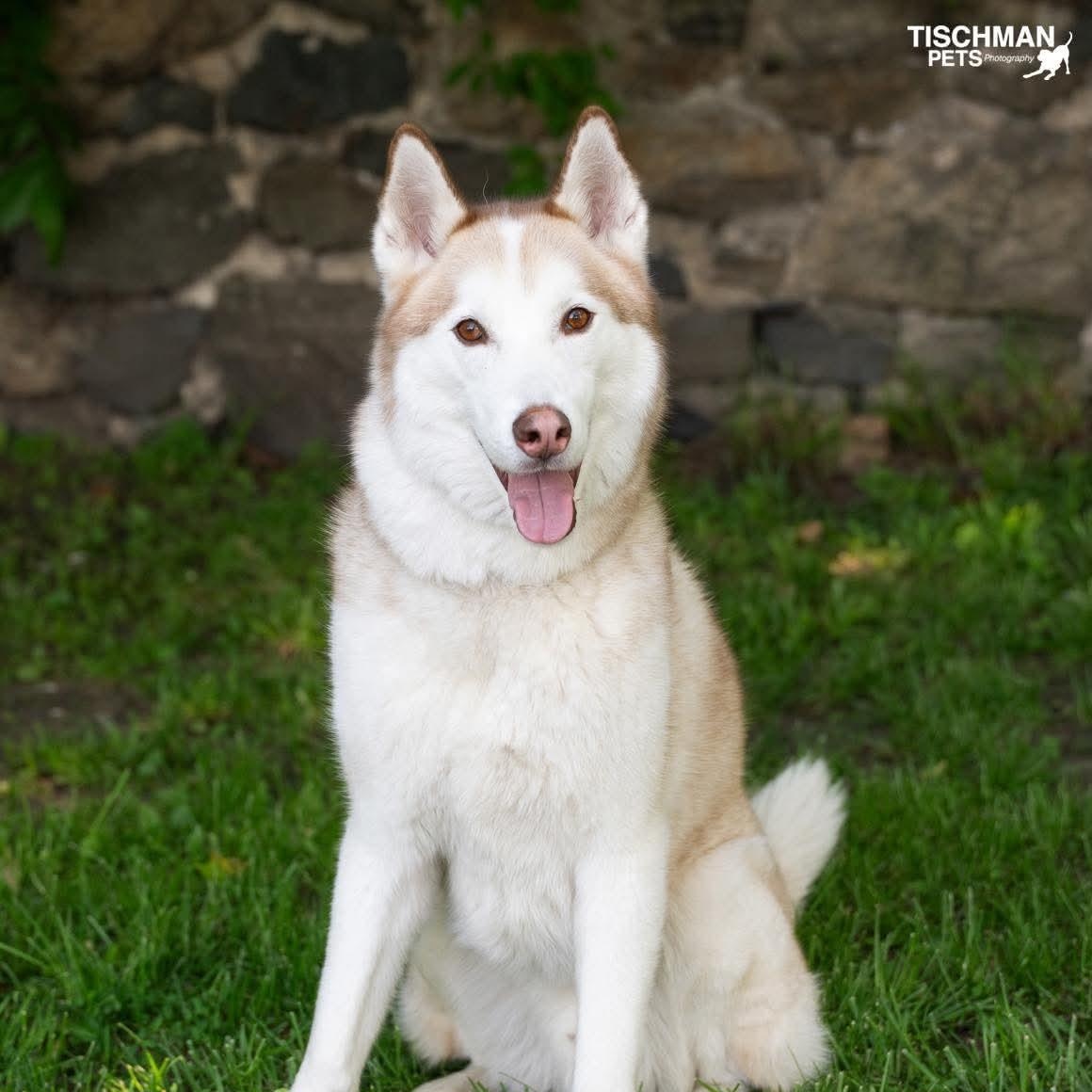 Enlarge ANGEL, an adopted Husky in Stamford, CT image 6/6