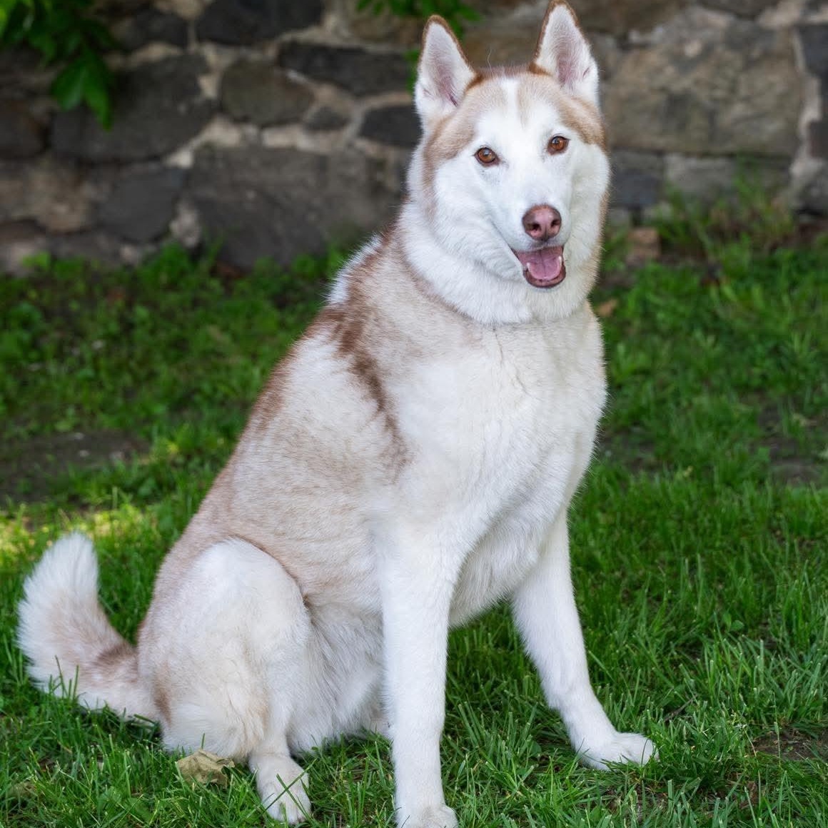 Enlarge ANGEL, an adopted Husky in Stamford, CT image 5/6
