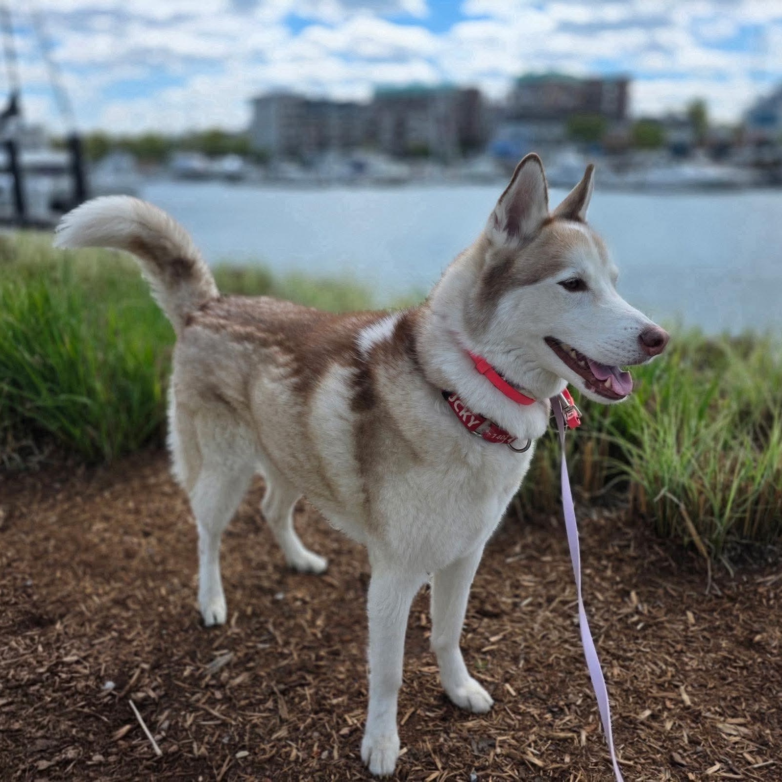 Enlarge ANGEL, an adopted Husky in Stamford, CT image 3/6