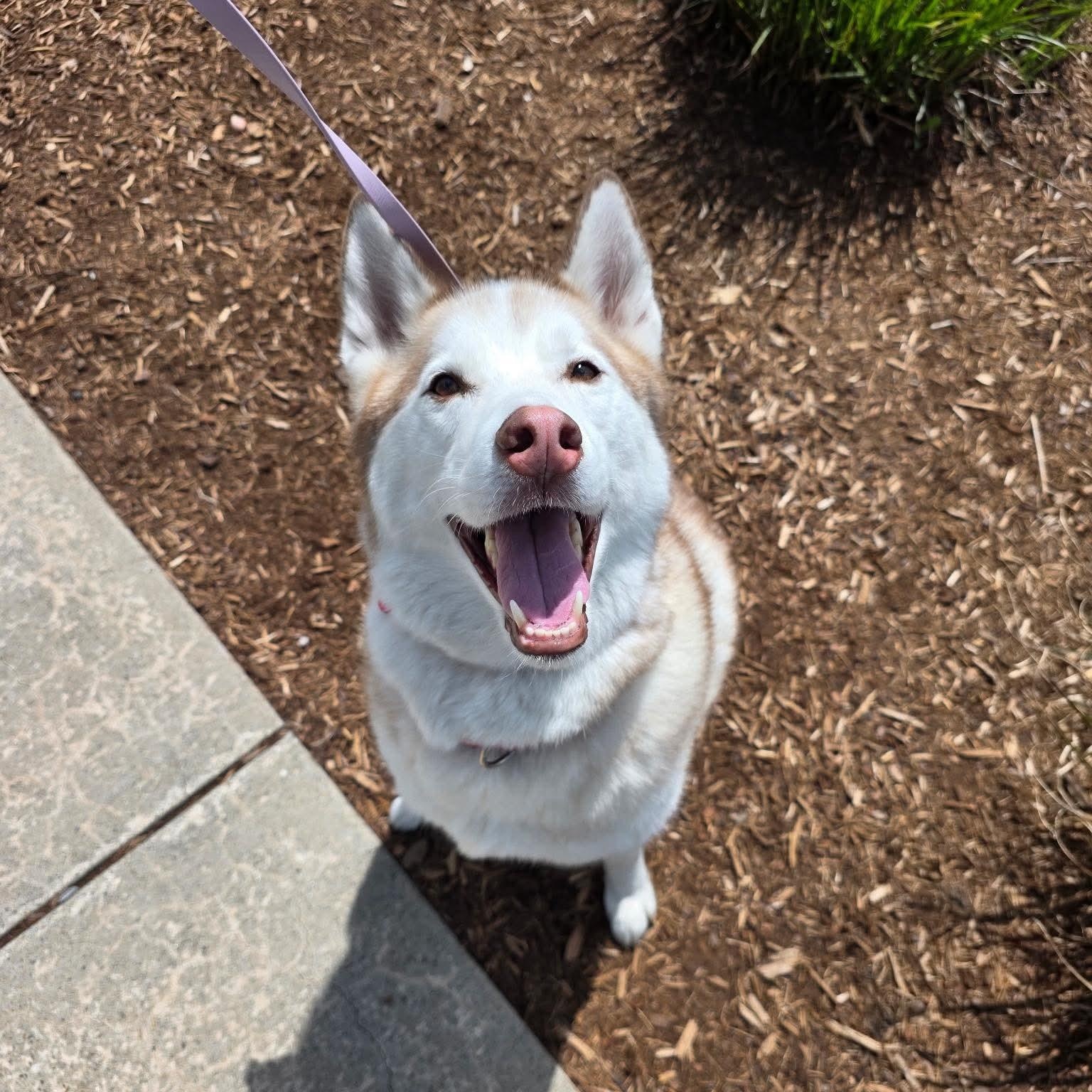 Enlarge ANGEL, an adopted Husky in Stamford, CT image 2/6