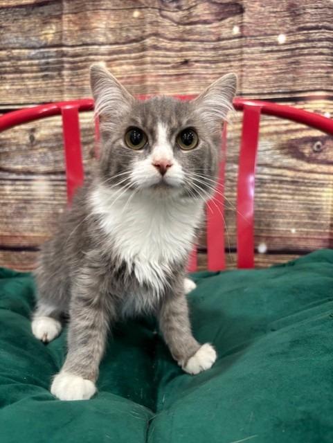 Enlarge ANYA, a Adoptable mixed breed in Warrenton, NC image 1/1