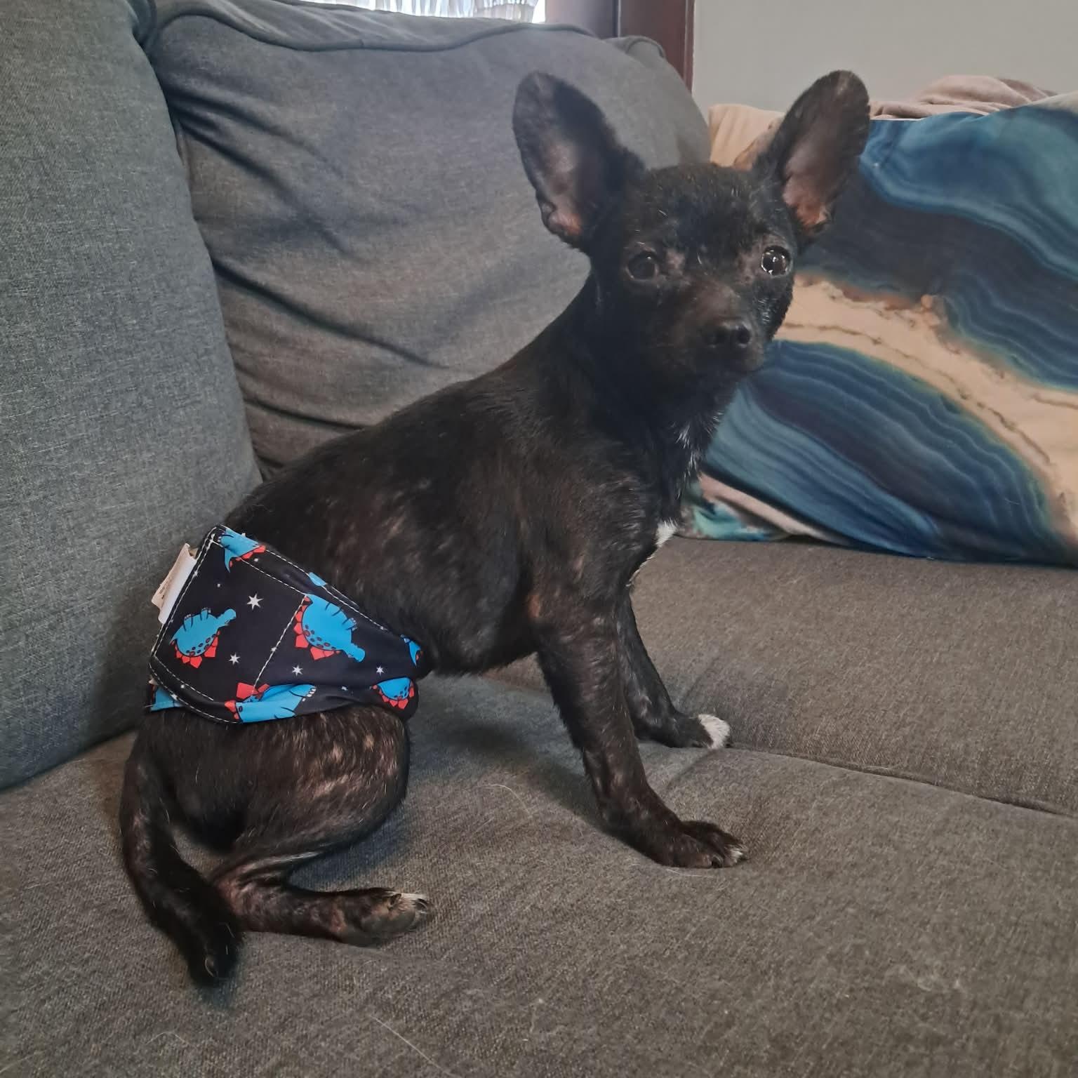Bandolero, ADOPTABLE, Adult Male Chihuahua.