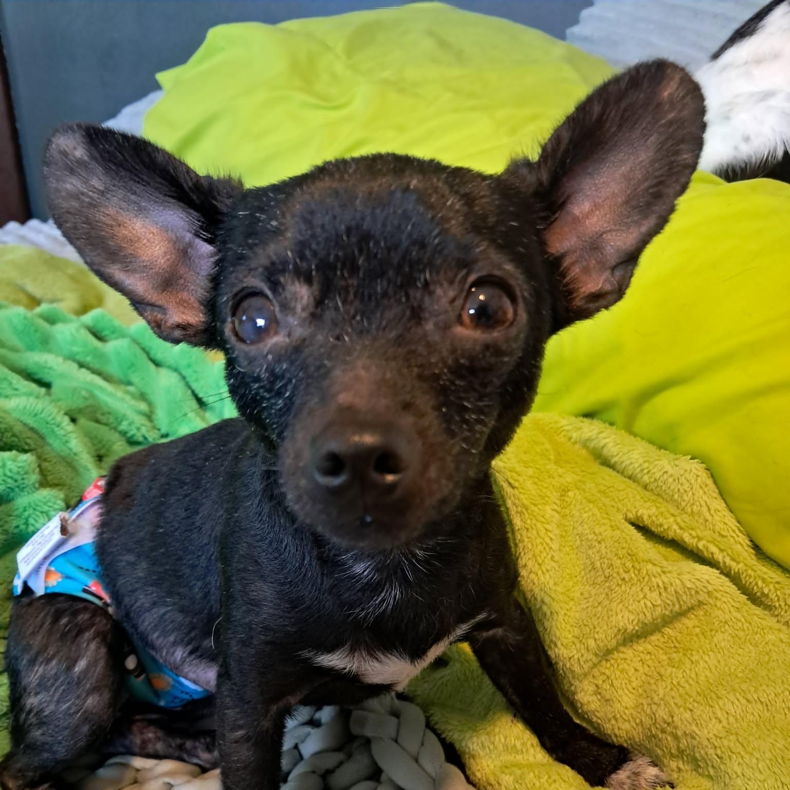 Enlarge Bandolero, a ADOPTABLE mixed breed in Lexington, KY image 3/5
