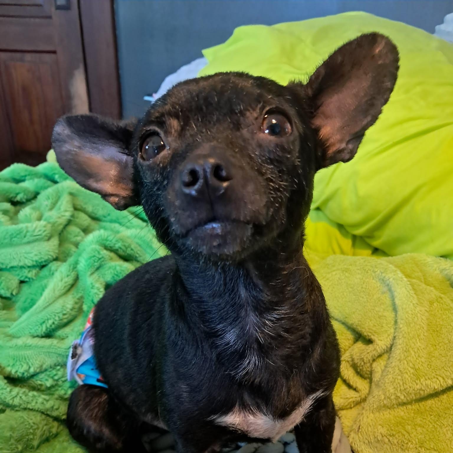 Enlarge Bandolero, a ADOPTABLE mixed breed in Lexington, KY image 4/5
