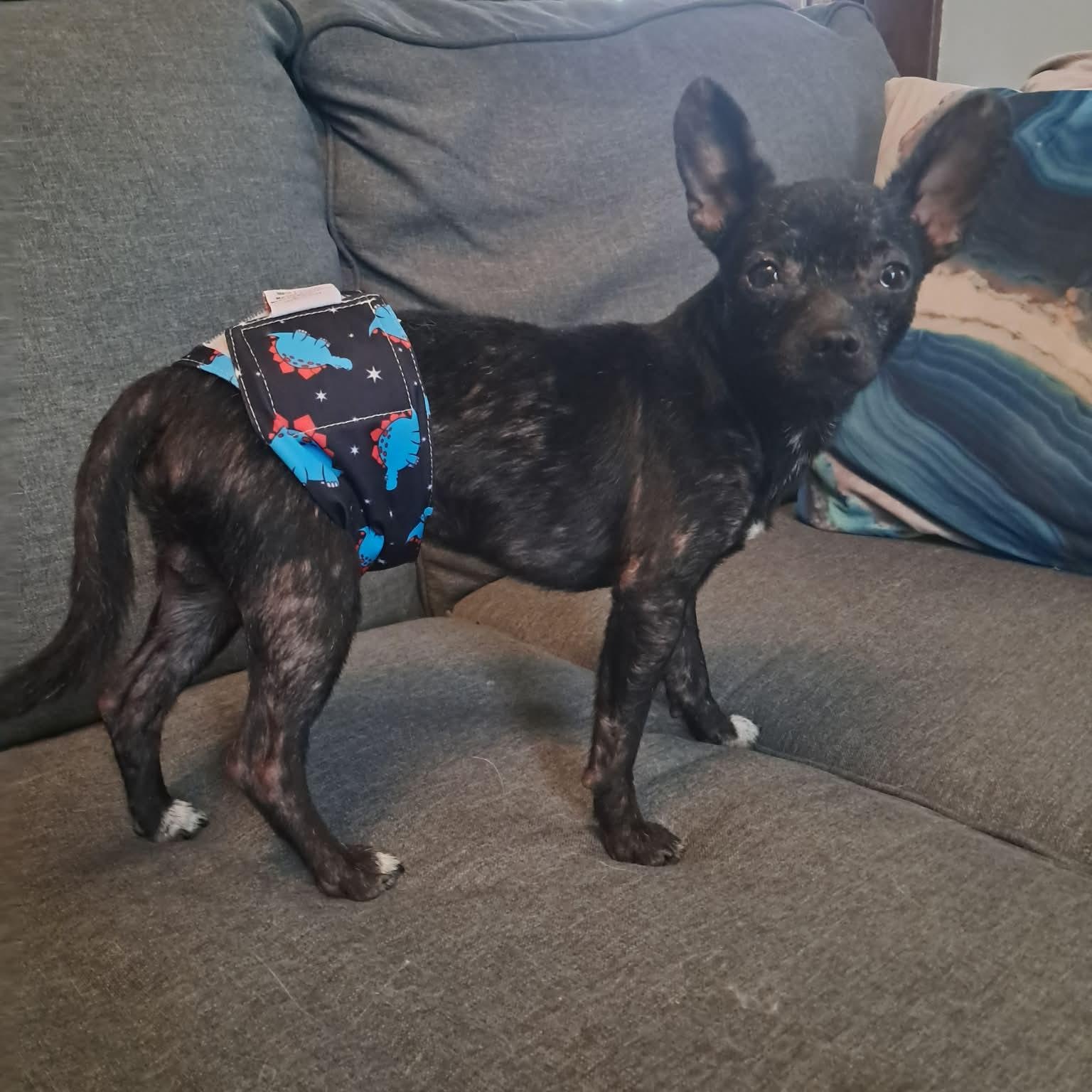 Enlarge Bandolero, a ADOPTABLE mixed breed in Lexington, KY image 2/5