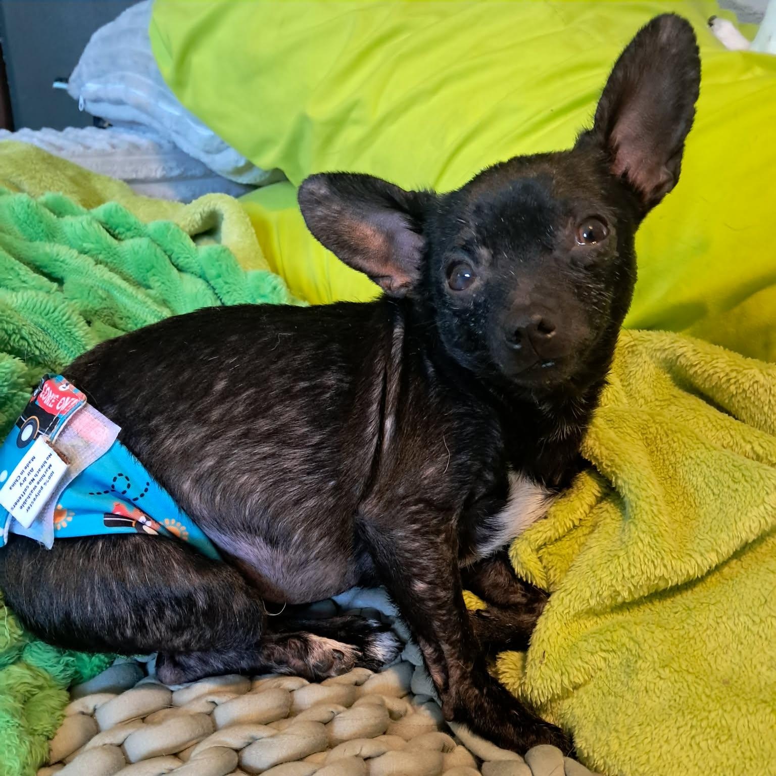 Enlarge Bandolero, a ADOPTABLE mixed breed in Lexington, KY image 5/5