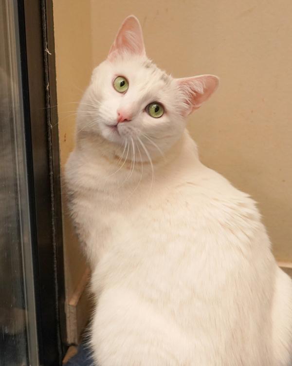 Enlarge Lillie, a Adoptable mixed breed in Novato, CA image 1/1
