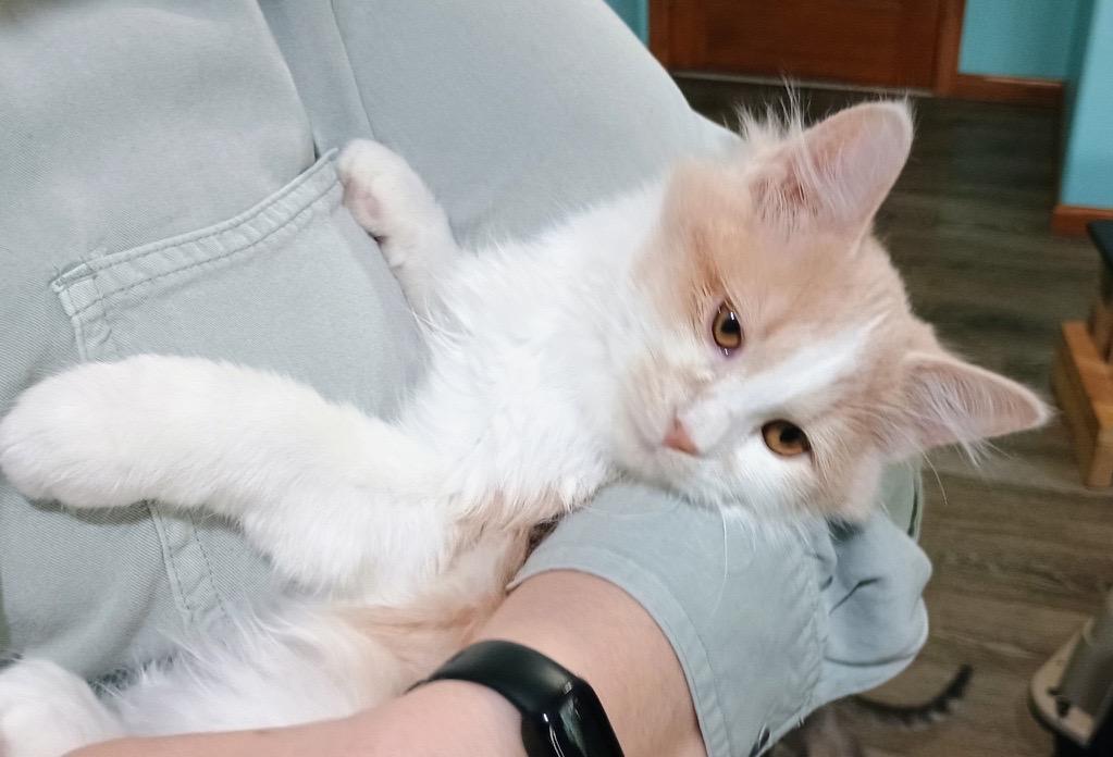 Jade, ADOPTABLE, Kitten Female Domestic Medium Hair.