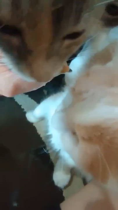 Enlarge Jade, a ADOPTABLE Domestic Medium Hair in Burnsville, MN video 4/5