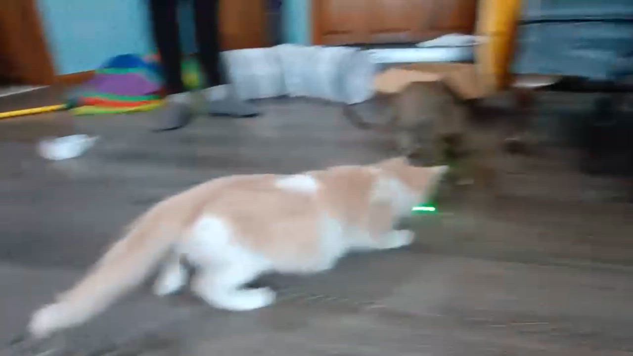 Enlarge Jade, a ADOPTABLE Domestic Medium Hair in Burnsville, MN video 3/5