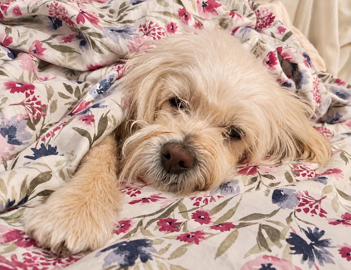Bash, ADOPTABLE, Adult Male Schnoodle.