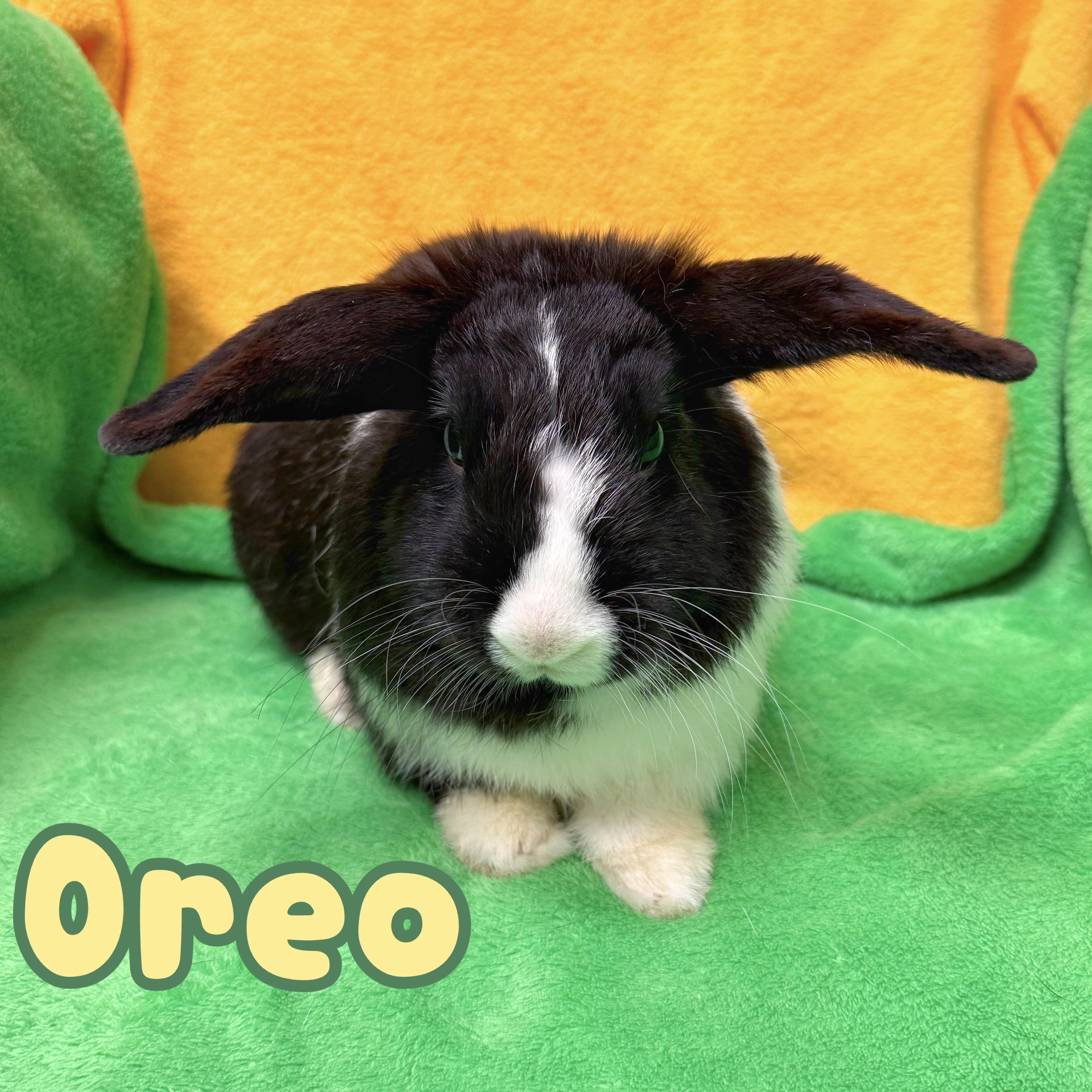 Enlarge Oreo, an adopted mixed breed in Roseville, CA image 1/1