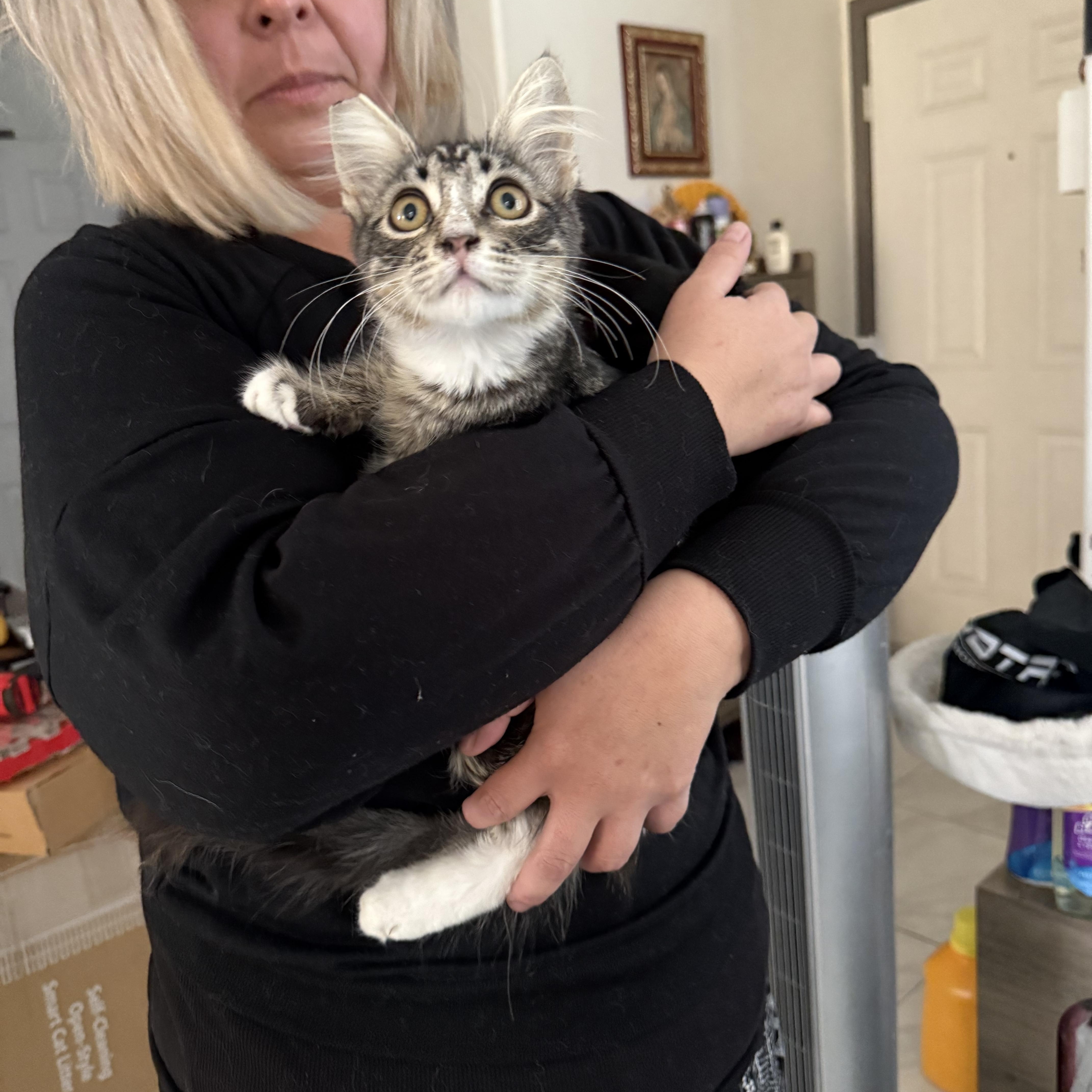 Ohio, ADOPTABLE, Kitten Male Tabby.