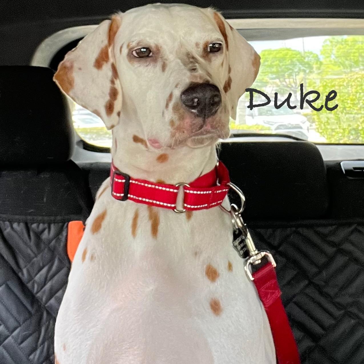 Enlarge Duke, a Adoptable Dalmatian in North Miami Beach, FL image 1/1