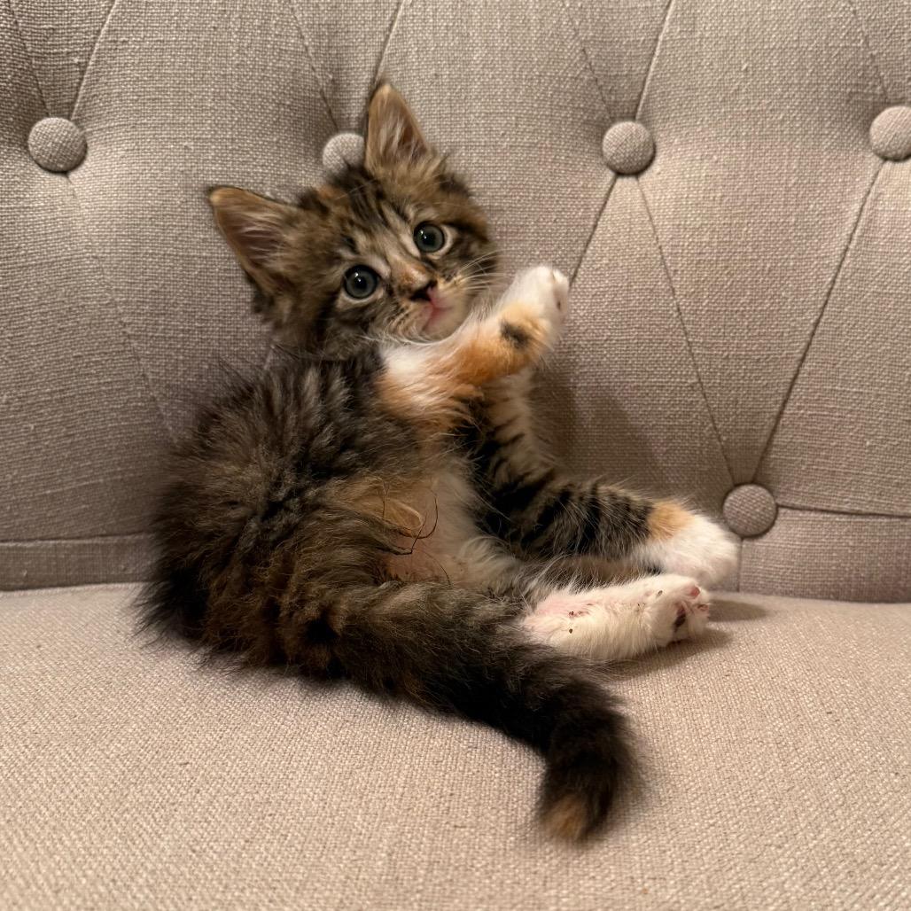 Enlarge 26-119 Honeybee, a Adoptable Domestic Long Hair in North Branford, CT image 1/6