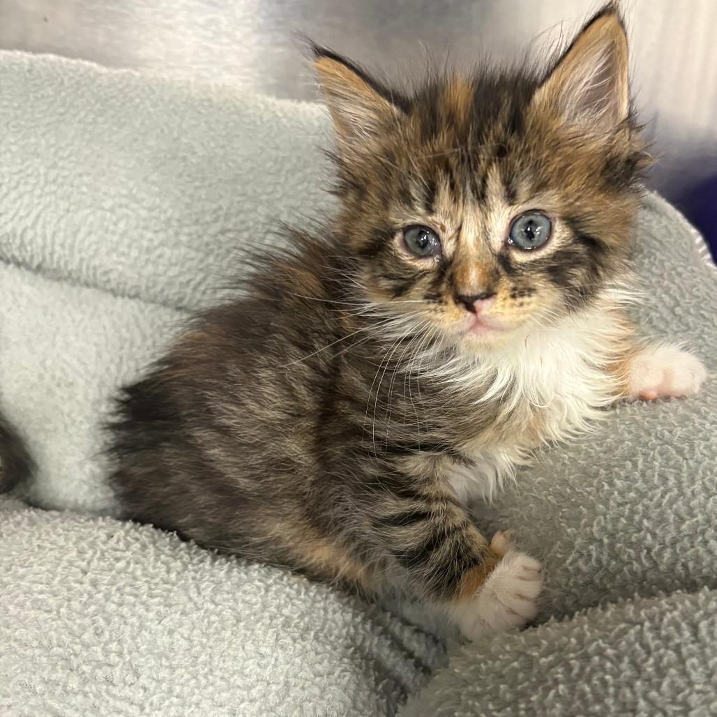 Enlarge 26-119 Honeybee, a Adoptable Domestic Long Hair in North Branford, CT image 2/6