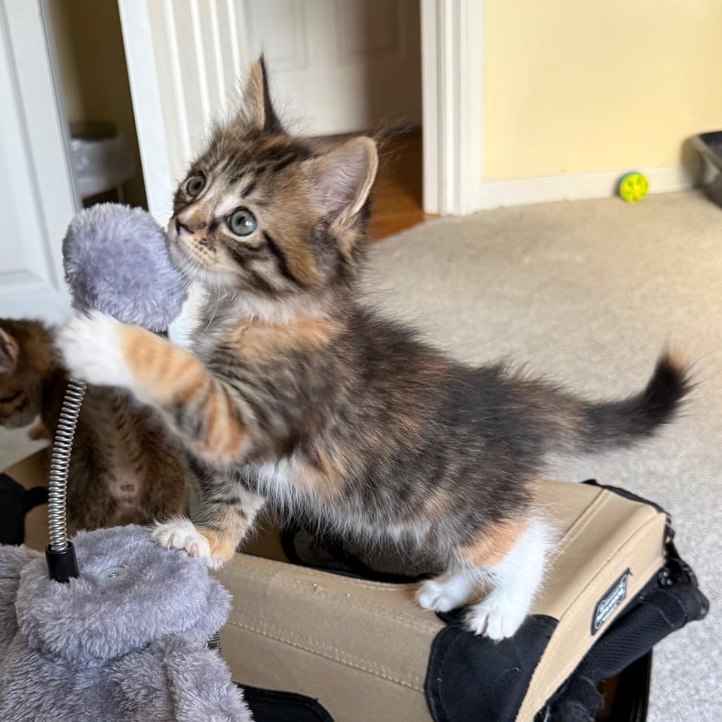 Enlarge 26-119 Honeybee, a Adoptable Domestic Long Hair in North Branford, CT image 3/6