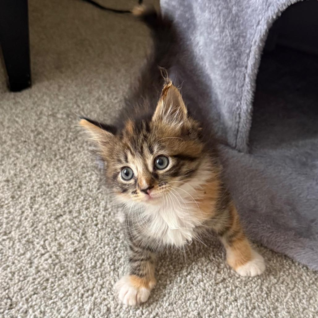 Enlarge 26-119 Honeybee, a Adoptable Domestic Long Hair in North Branford, CT image 4/6