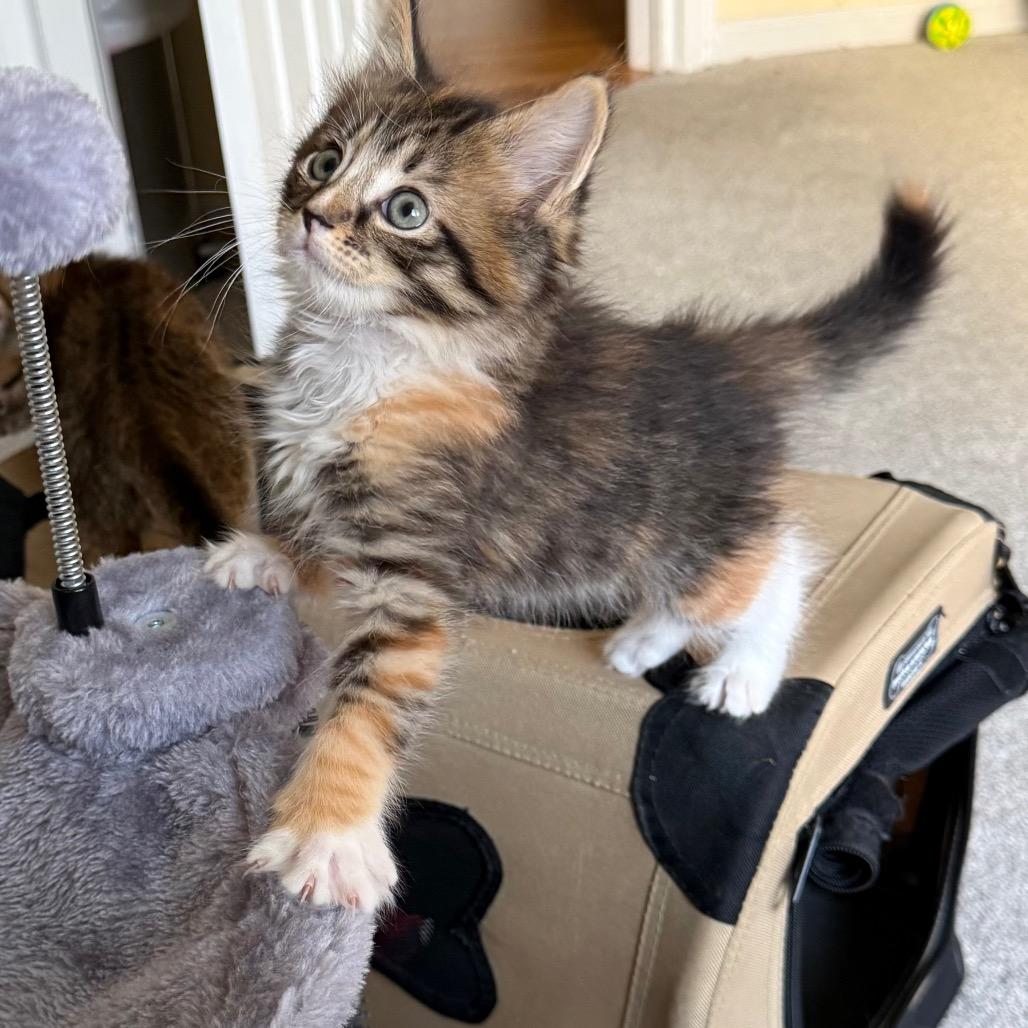 Enlarge 26-119 Honeybee, a Adoptable Domestic Long Hair in North Branford, CT image 5/6