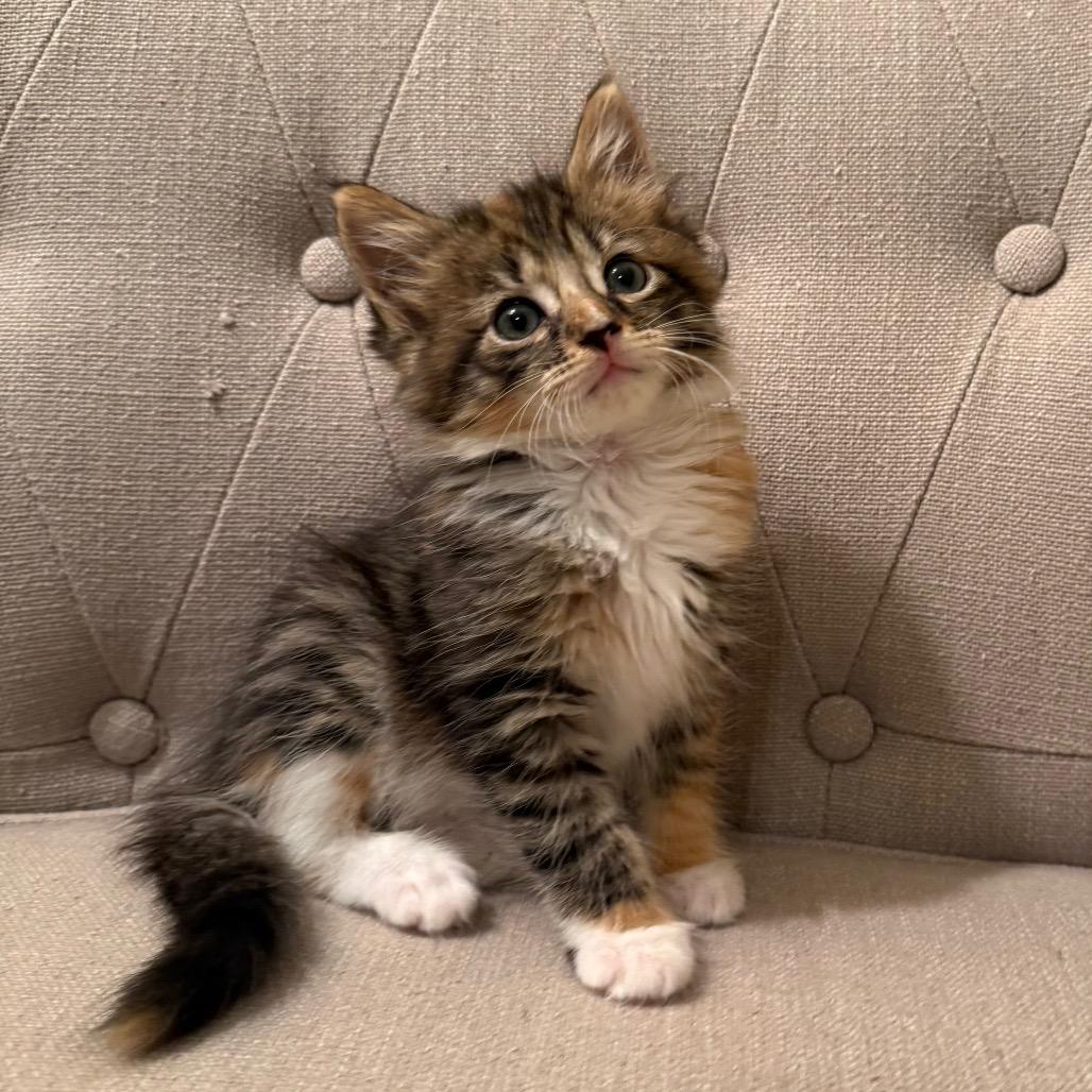 Enlarge 26-119 Honeybee, a Adoptable Domestic Long Hair in North Branford, CT image 6/6