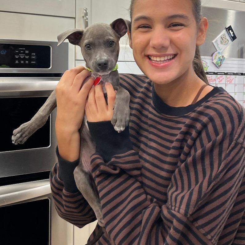 BENNETT., Adoptable, Puppy Male Whippet.