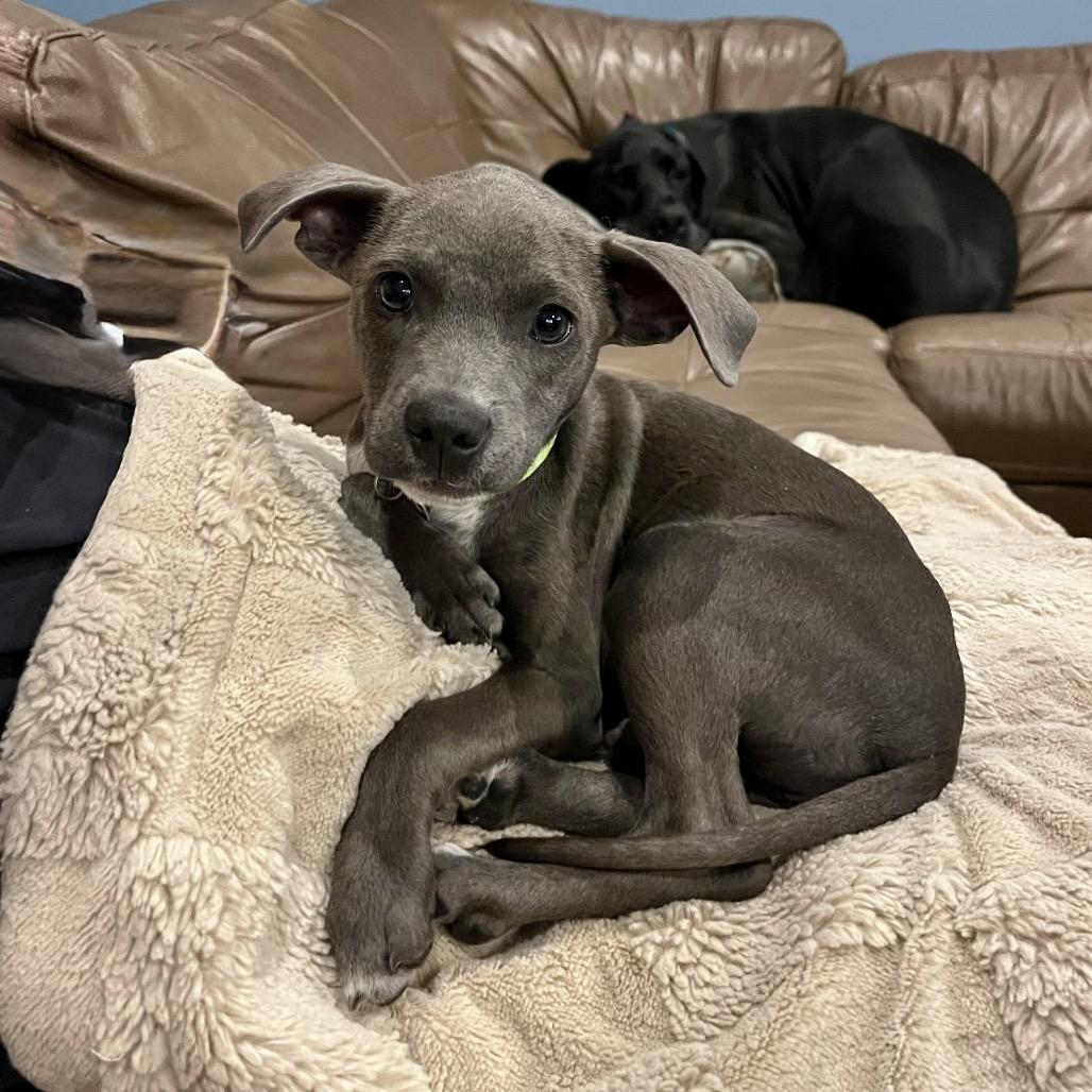 Enlarge BENNETT., a Adoptable Whippet in Atco, NJ image 4/6
