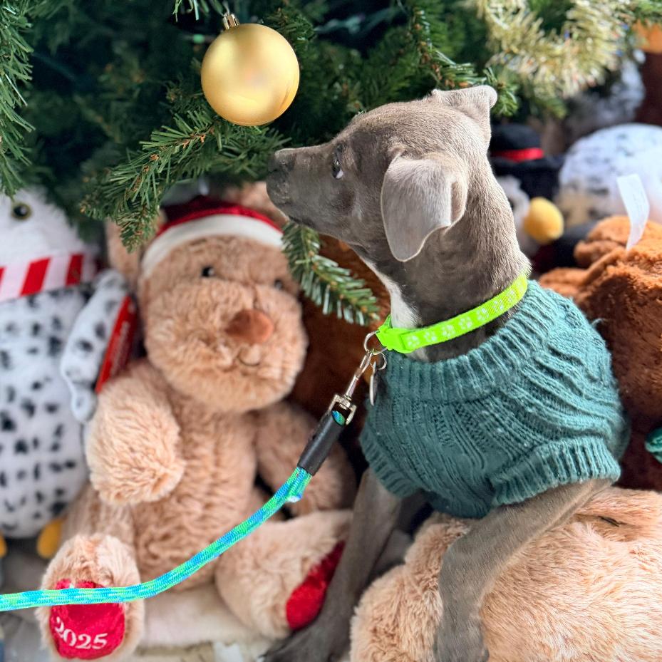 Enlarge BENNETT., a Adoptable Whippet in Atco, NJ image 5/6