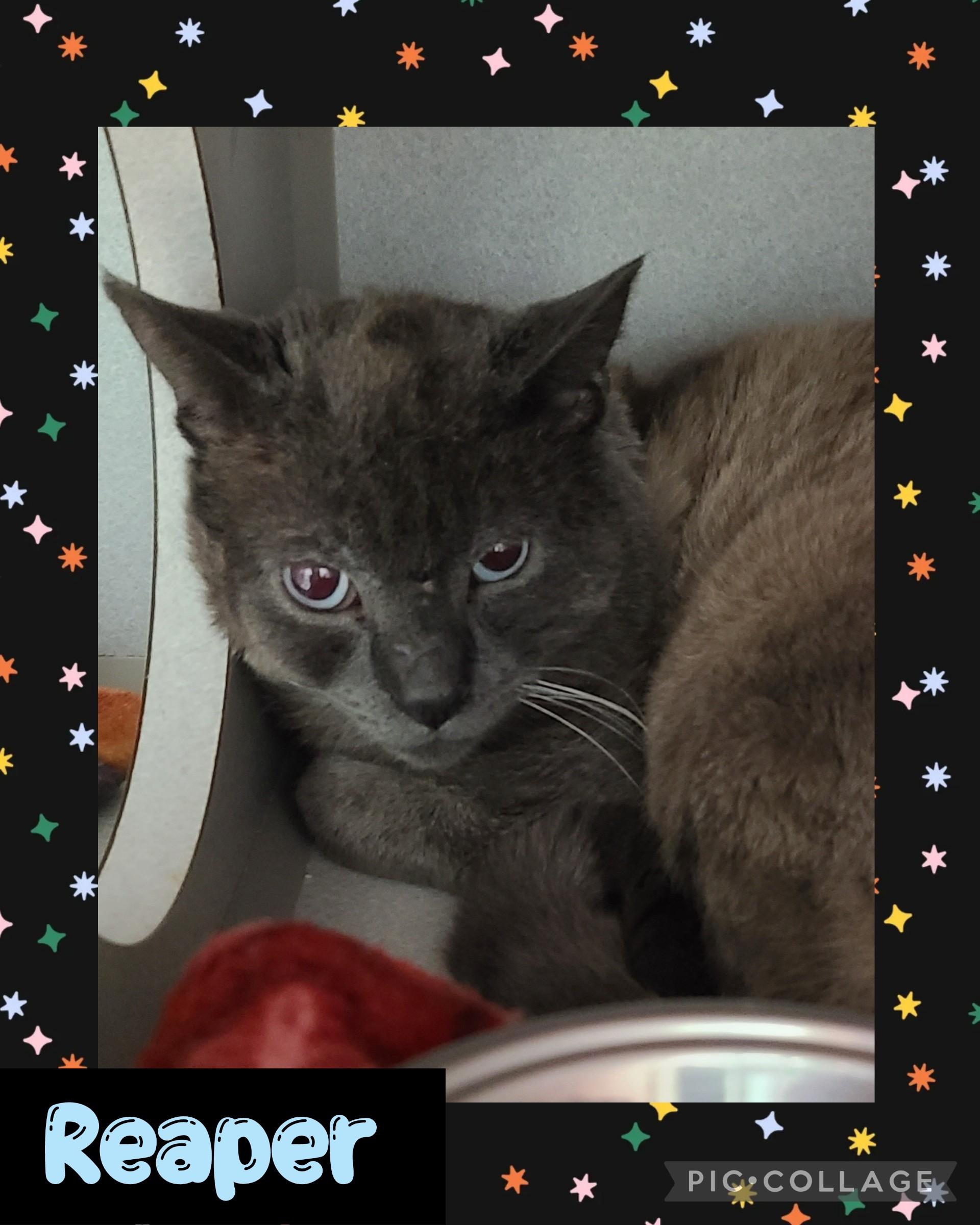 Enlarge Reaper, a ADOPTABLE Domestic Short Hair in Iron River, MI image 1/1